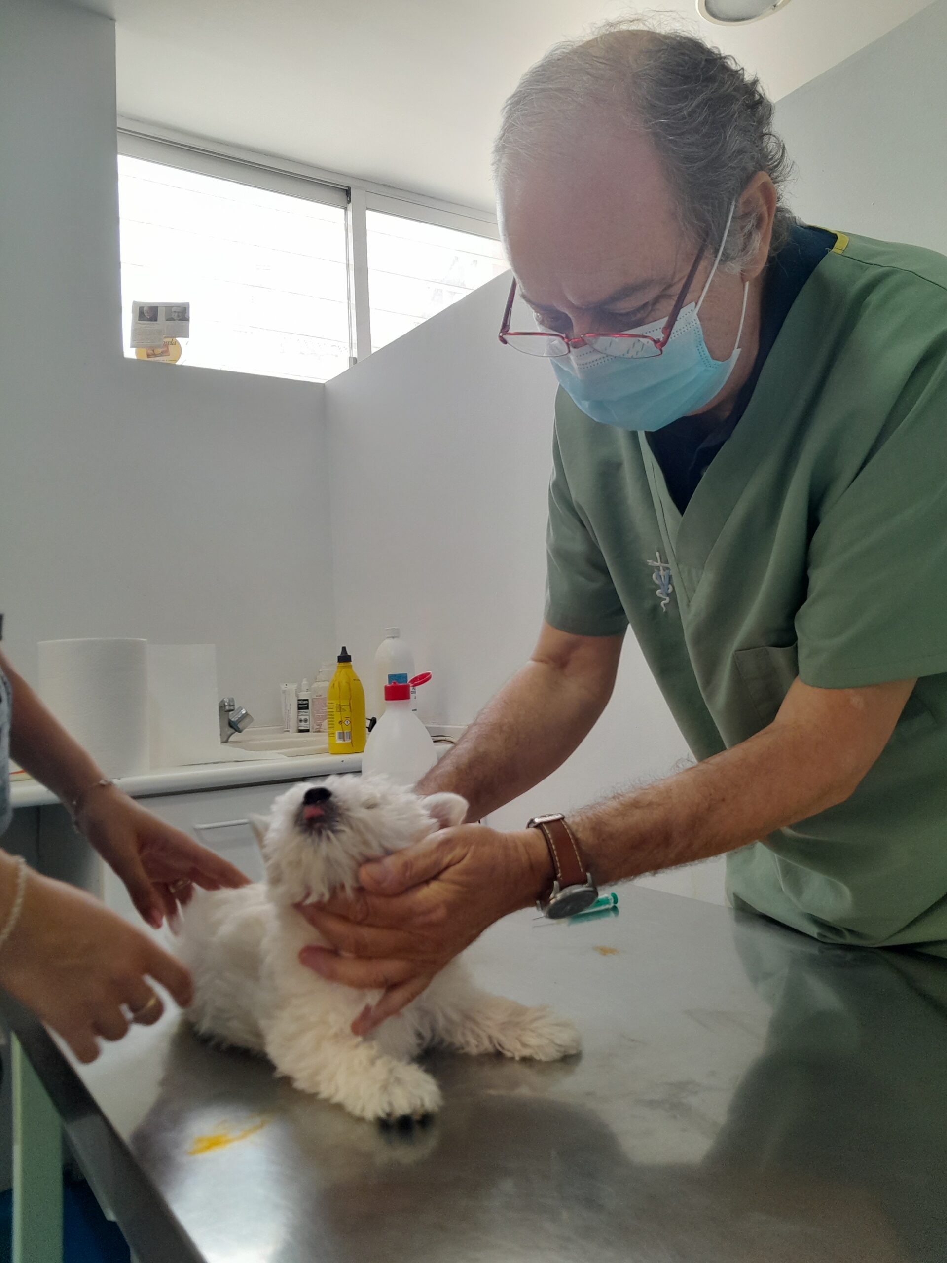 Veterinario especializado en traumatologías animales en Daganzo